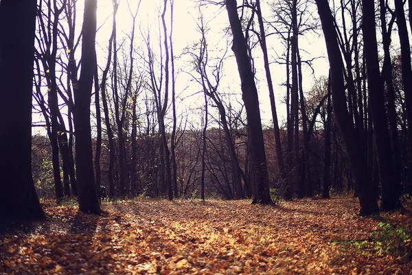 Zlatý Podzim Lesní Krajina Smíšený Lesní Pohled Tajga Příroda Říjnu — Stock fotografie