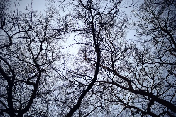 Blick Auf Zweige Ohne Blätter Hintergrund Abstrakt Stress Traurigkeit — Stockfoto