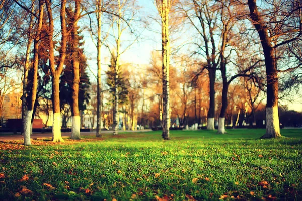 Otoño Estación Paisaje Parque Vista Los Árboles Amarillos Callejón Fondo — Foto de Stock