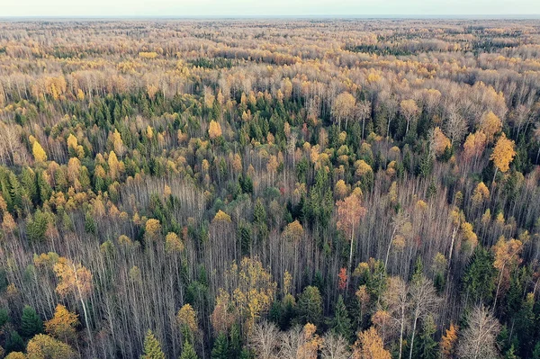 Outono Paisagem Florestal Vista Drone Fotografia Aérea Vista Cima Outubro — Fotografia de Stock