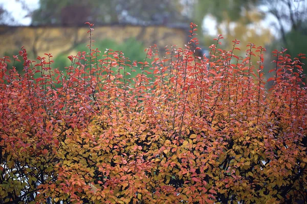 Multicolored Leaves Branches Background Abstract Blurred Wallpaper View — Stock Photo, Image