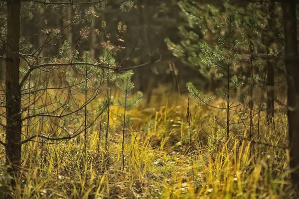 10月の黄金の秋の森林景観と混交林景タイガ自然 — ストック写真