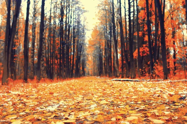 Złoty Jesienny Krajobraz Leśny Mieszany Widok Las Tajga Natura Październiku — Zdjęcie stockowe