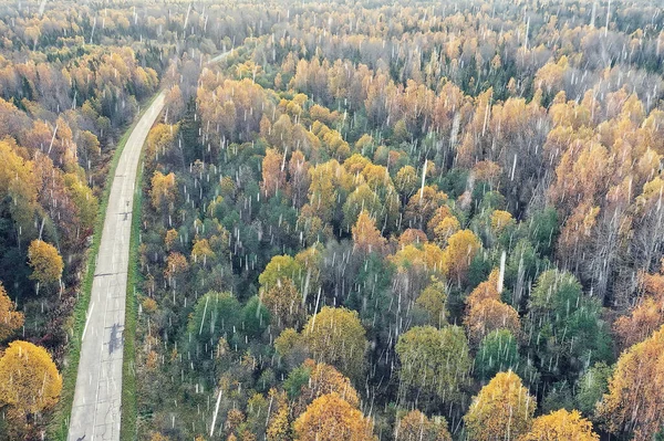 autumn road top view, landscape in autumn with drone