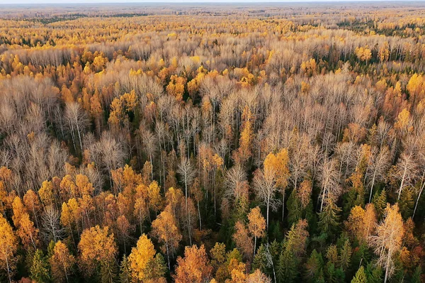 Outono Paisagem Florestal Vista Drone Fotografia Aérea Vista Cima Outubro — Fotografia de Stock