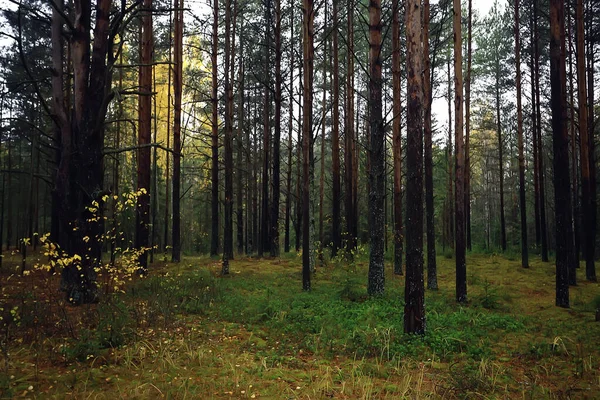 金秋森林景观 混交林景观 针叶林 10月自然 — 图库照片