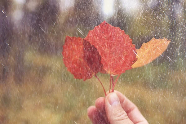 悪天候雨風秋のコンセプト背景 — ストック写真