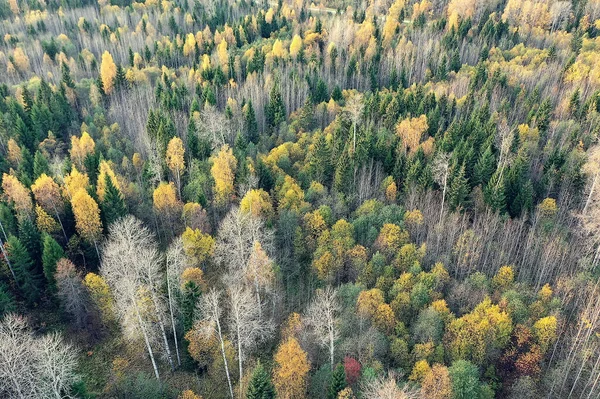 Podzimní Lesní Krajina Pohled Bezpilotního Letounu Letecká Fotografie Shora Říjnovém — Stock fotografie