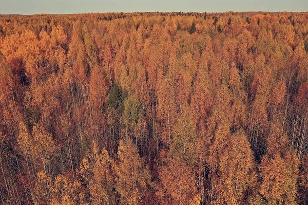 Paesaggio Della Foresta Autunnale Vista Drone Fotografia Aerea Vista Dall — Foto Stock