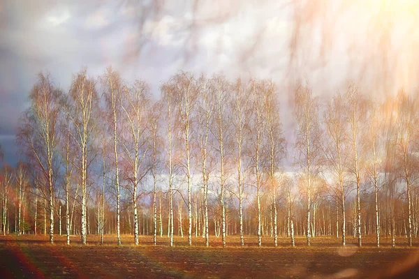 Automne Doré Paysage Forestier Vue Sur Forêt Mixte Taïga Nature — Photo