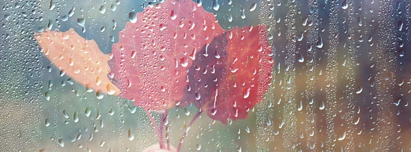 ガラスの雨滴窓からの景色秋の森公園 — ストック写真
