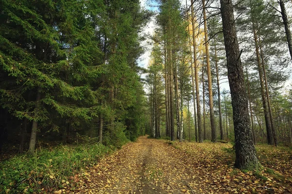 Золотой Осенний Лесной Пейзаж Смешанный Вид Лес Тайга Природа Октябре — стоковое фото