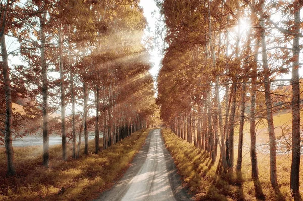 Jesienny Park Tle Miasta Krajobraz Abstrakcyjny Widok Jesieni — Zdjęcie stockowe