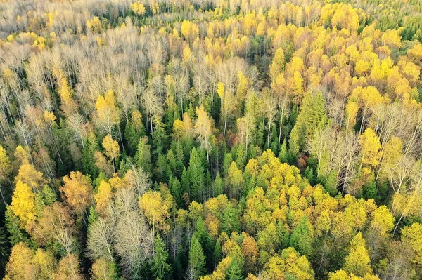 Outono Paisagem Florestal Vista Drone Fotografia Aérea Vista Cima Outubro — Fotografia de Stock