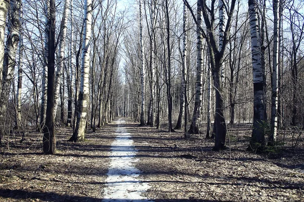 Podzimní Sezóna Krajina Parku Pohled Žluté Stromy Pozadí — Stock fotografie