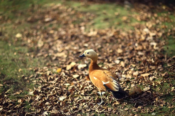 Ente Herbstpark Blick Allein Auf Abstrakte Entspannung — Stockfoto