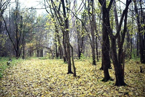 Peisaj Forestier Toamnă Auriu Vedere Mixtă Pădure Taiga Natura Octombrie — Fotografie, imagine de stoc