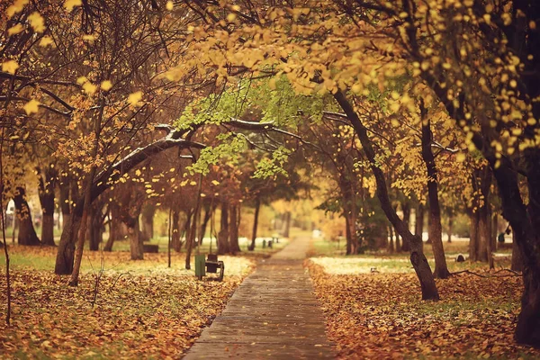 Herbst Saison Landschaft Park Blick Auf Gelbe Bäume Allee Hintergrund — Stockfoto