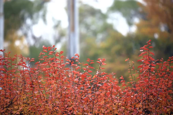 Mehrfarbige Blätter Zweige Hintergrund Abstrakte Verschwommene Tapetenansicht — Stockfoto