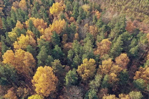 Höst Skog Landskap Från Drönare Flygfoto Sett Ovanifrån Oktober Park — Stockfoto