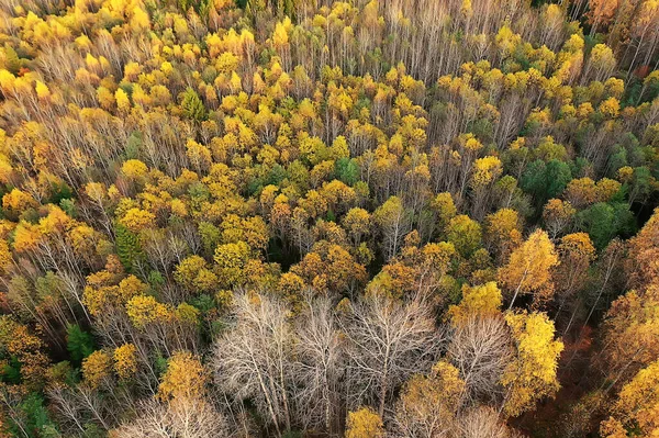 Outono Paisagem Florestal Vista Drone Fotografia Aérea Vista Cima Outubro — Fotografia de Stock