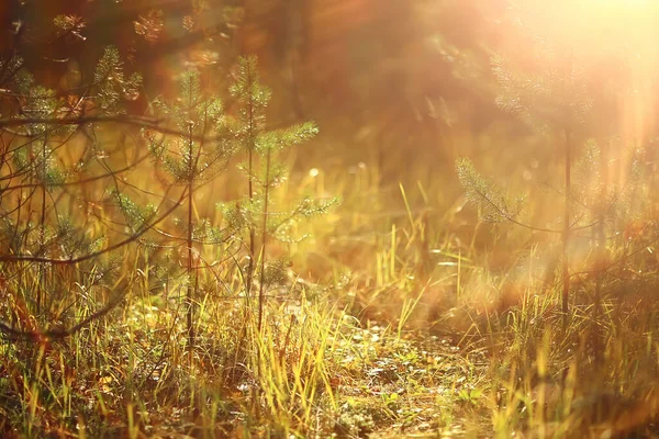 Őszi Évszak Táj Parkban Kilátás Sárga Fák Sikátor Háttér — Stock Fotó