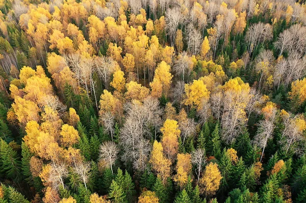 Осінній Лісовий Пейзаж Вид Дрона Аерофотозйомка Вид Зверху Жовтневому Парку — стокове фото