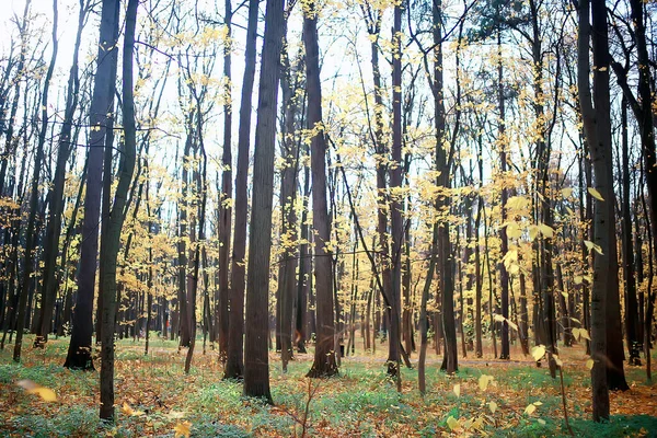 Осінній Парк Міському Фоновому Ландшафті Абстрактний Осінній Вид — стокове фото