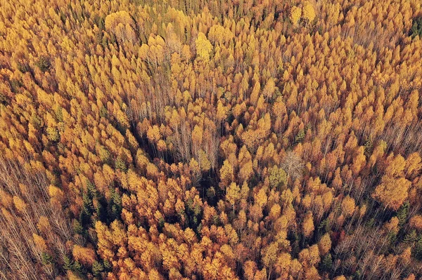 Autumn Forest Landscape View Drone Aerial Photography Viewed October Park — Stock Photo, Image