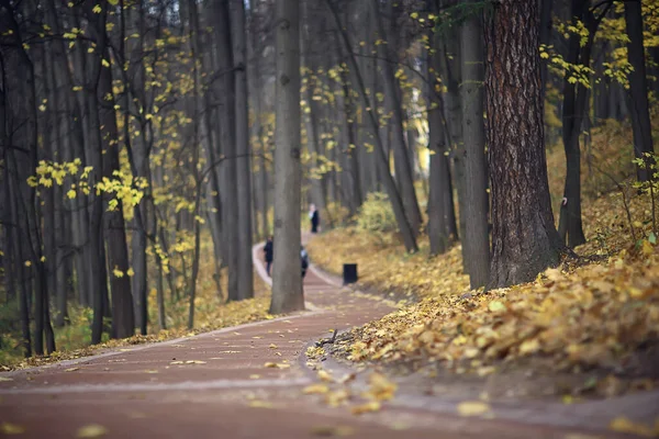 Otoño Estación Paisaje Parque Vista Los Árboles Amarillos Callejón Fondo — Foto de Stock