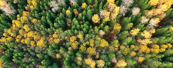 Autumn Forest Landscape View Drone Aerial Photography Viewed October Park — Stock Photo, Image