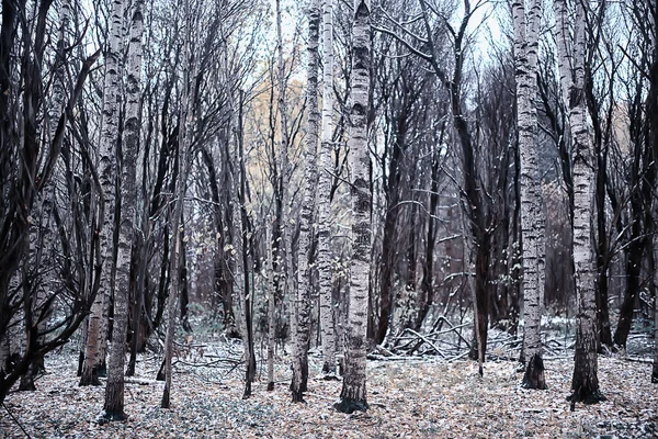 Första Snön Parken Abstrakt Nyårsutsikt — Stockfoto