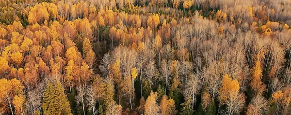 秋の森の風景ドローンからの眺め10月の公園から見た空中写真 — ストック写真