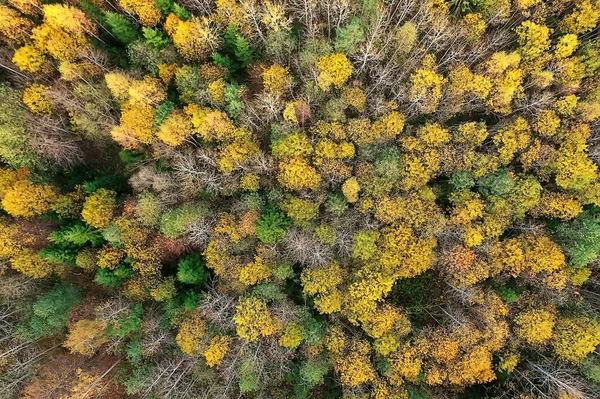 Jesienny Krajobraz Leśny Widok Drona Zdjęcie Lotu Ptaka — Zdjęcie stockowe