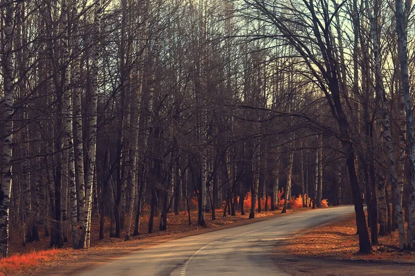 Peisaj Forestier Toamnă Auriu Vedere Mixtă Pădure Taiga Natura Octombrie — Fotografie, imagine de stoc