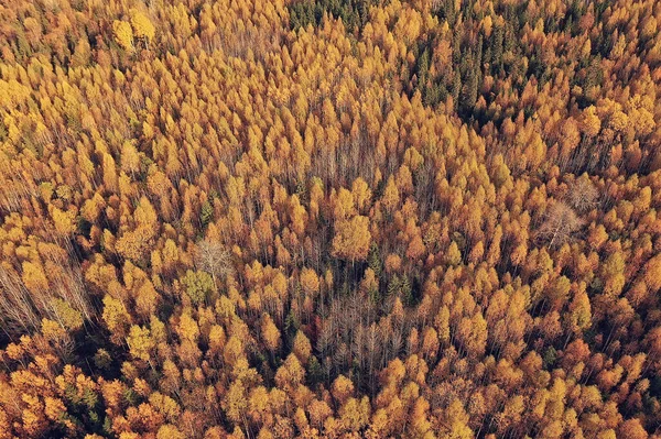 Paesaggio Della Foresta Autunnale Vista Drone Fotografia Aerea Vista Dall — Foto Stock