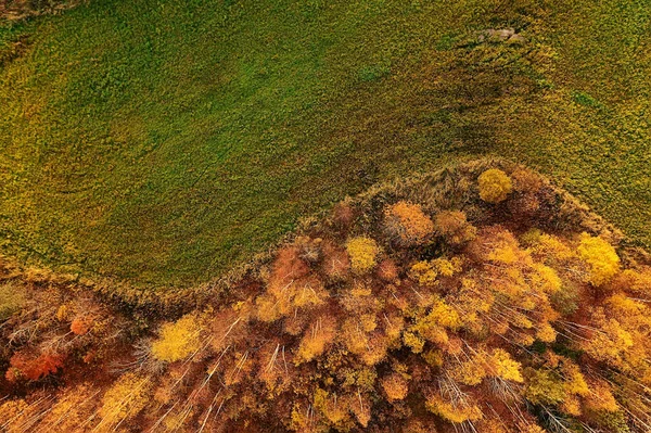秋天的森林景观 从无人驾驶飞机看 空中摄影从上方看十月公园 — 图库照片
