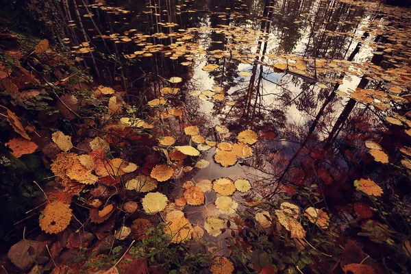 Blurred Abstract Autumn Weather Background View Autumn Leaf Fall — Stock Photo, Image