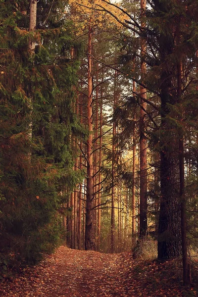 Gyllene Höst Skogslandskap Blandskog Taiga Natur Oktober — Stockfoto