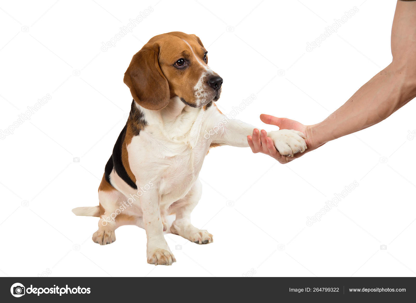 Funny Cute Dog Isolated On White Looking Aside Stock Photo By C Art2435 264799322