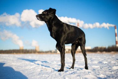 Güzel küçük siyah köpek Portresi, ileriye bakan, güneşli bir çayırda ayakta