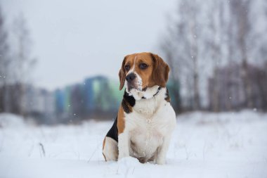 Kışın bir Beagle köpek portresi, bulutlu gün