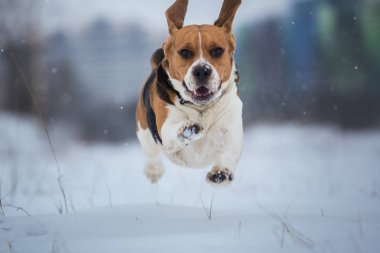 Mutlu beagle köpek kışın alanında çalışan