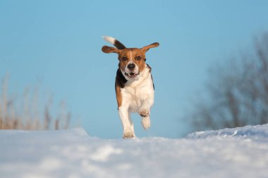 Kışın bir Beagle köpek portresi, güneşli bir gün