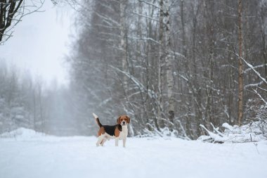 Köpek ırkı Beagle kış ormanda ayakta