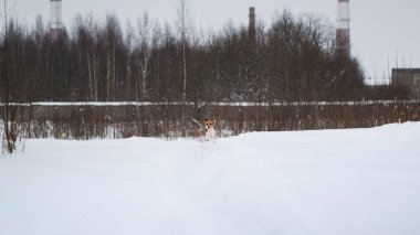 Kışın bir Beagle köpek portresi. Kar yağıyor