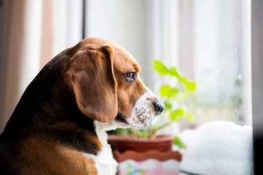 Beagle köpek pencereye oturur ve pencereden dışarı bakar