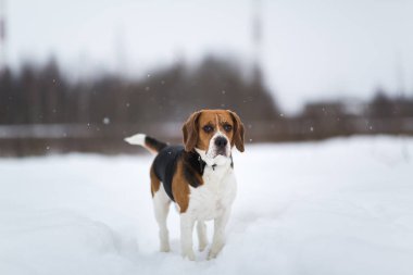 Kışın bir Beagle köpek Portresi, bulutlu gün, sno düşen