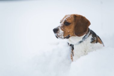 Kışın bir Beagle köpek Portresi, bulutlu gün, sno düşen