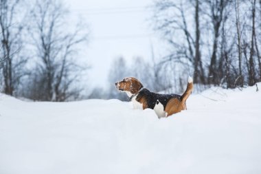 Kışın bir Beagle köpek Portresi, bulutlu gün, sno düşen
